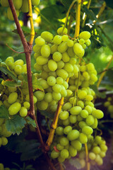 Bunch of green grapes in the garden.