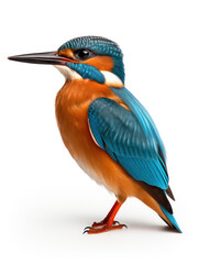 Obraz premium Kingfisher Studio Shot Isolated on Clear White Background, Generative AI