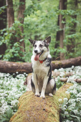 Black and white hybrid husky-malamute enjoying his stay in a woodland environment covered with bear garlic. Different expressions of the dog. Freedom for pet