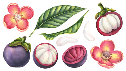 Mangosteen watercolor illustrations set. Hand drawn bundle of exotic tropical asian Fruit with flowers and palm leaves on isolated background. Drawing for food label or packaging. Pieces of food.