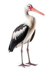 Fototapeta premium Stork Studio Shot Isolated on Clear White Background, Generative AI