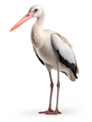 Fototapeta premium Stork Studio Shot Isolated on Clear White Background, Generative AI
