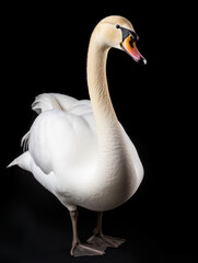 Swan Studio Shot Isolated on Clear Black Background, Generative AI
