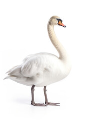 Obraz premium Swan Studio Shot Isolated on Clear White Background, Generative AI