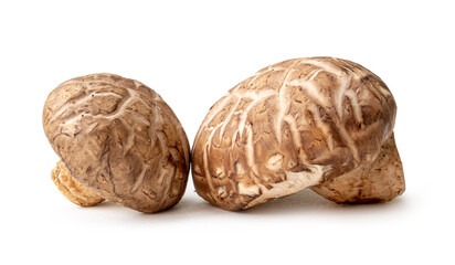 Fresh and dry shiitake mushrooms in stack isolated on white background with clipping path and...