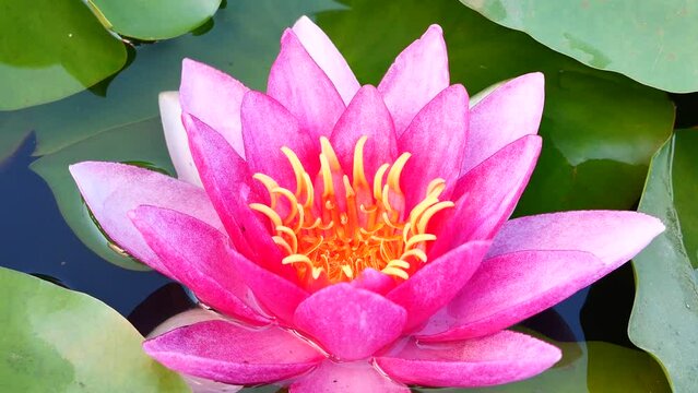 close up of lotus flower 