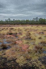 Fototapeta premium Raised bog in Estonia, Soomaa national park