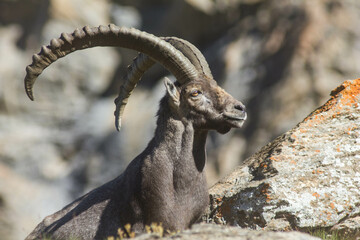 Portrait de bouquetin
