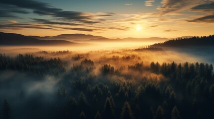 Obraz premium Top view of coniferous forest in autumn at sunset with fog, sunset, God Rays, autumn, drone view