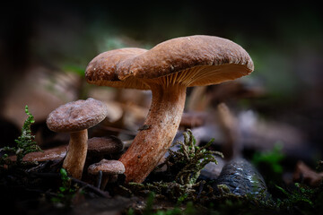 Candy cap mushroom, a species of Milk-caps , growing through the leaf mould of a forest floor in...