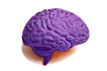 Human brain anatomical model isolated on white background