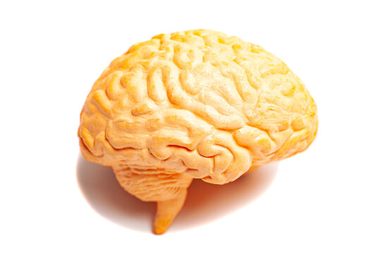 Human brain anatomical model isolated on white background