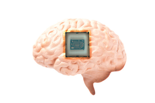 Human brain anatomical model with CPU processor microchip isolated on white background
