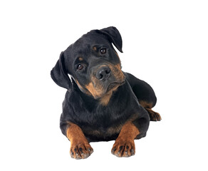 rottweiler in studio