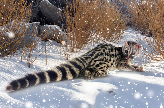 Common genet in nature