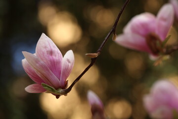 fiori rosa di magnolia in primavera in un giardino