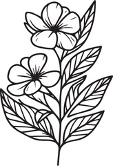 Periwinkle flower pencil art, Black and white outline vector coloring page and book for adults and children flower Catharanthus, with leaves hand drawn engraved ink illustration artistic design