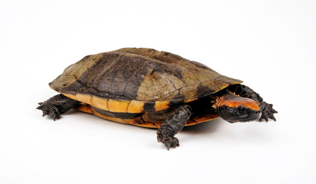 Rotkopf-Plattschildkr&ouml;te // Twist-necked turtle, flat-headed turtle (Platemys platycephala)