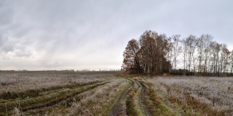 Fototapeta na wymiar Walking through the forest, beautiful panorama.