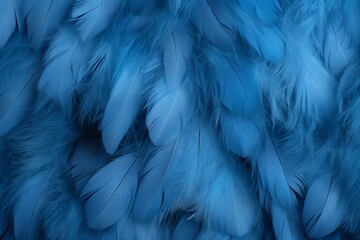 Obraz premium Blue feathers texture background, Feathers texture background, feathers background, texture, background,