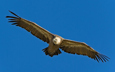 Vautour des baronnies