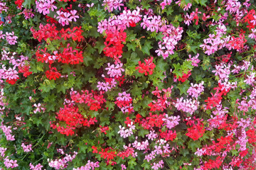 Background with red and pink geranium flowers