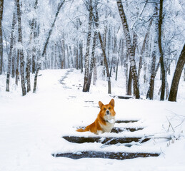 cute red welsh corgi pembroke puppy dog walking along a snow covered path against the backdrop of a frosty winter birch forest