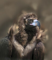 Black vulture or Aegypius monachus, beautiful bird of prey of the hawk family.