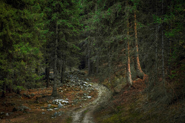 winding road in an old spruce forest with stones, beautiful forest autumn landscape