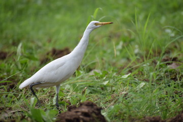 Indian Egret or Indian Heron searching for food in wild