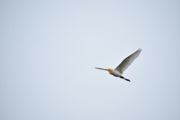 Indian Egret or heron flying in the sky