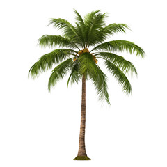 Coconut tree cut out on a transparent background. Close-up of an exotic tree in PNG format, side view. Clipart of trees to insert into a set or project.