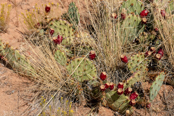 Detail of a Prickly Pear in fruit in the desert