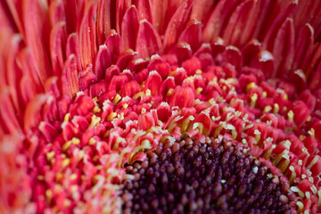 Macro photograph of a red gerbera. Petals of a red flower. Macro background.