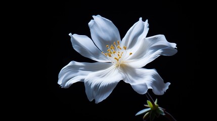  a close up of a white flower on a black background with a light reflection on the center of the flower.