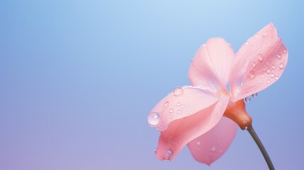  a single pink flower with water droplets on it's petals and a blue sky in the backgroud.