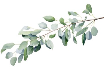 A branch of eucalyptus with green leaves on a white background. Perfect for adding a touch of nature to your designs or for use in botanical-themed projects.