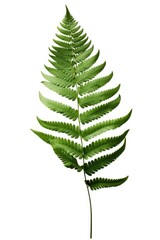 A single green fern leaf isolated on a white background. Can be used as a decorative element or to symbolize nature and freshness.