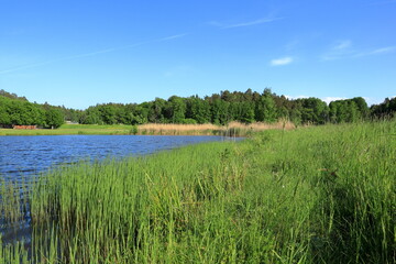 Water, grass and summer. One sunny day in June. Stockholm, Sweden, Scandinavia, Europe.