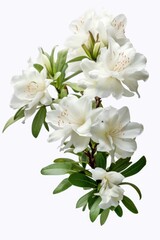 A beautiful bunch of white flowers with vibrant green leaves. Perfect for adding a touch of elegance to any space.