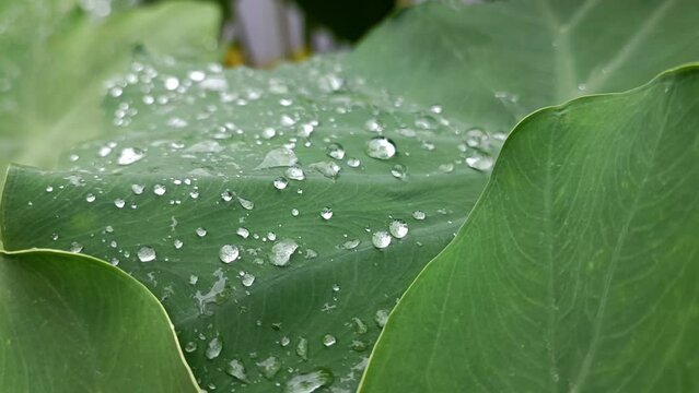 The surface of taro leaves is wide and there are lots of water droplets on the surface