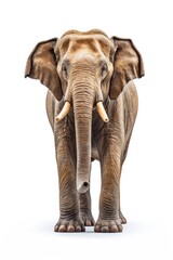 An elephant with tusks standing in front of a white background. Suitable for various applications
