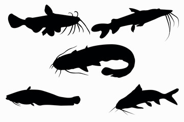 catfish black vector
