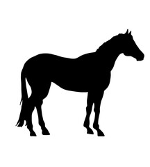 Horse silhouette