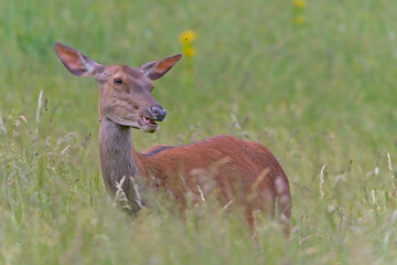 Biche du Vercors Drômois