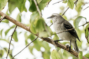 Tropical Mockingbird - Mimus gilvus white bird