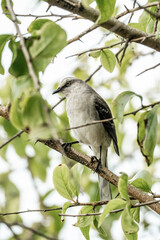 Tropical Mockingbird - Mimus gilvus white bird
