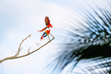 Scarlet macaw bird in Costa Rica red parrot