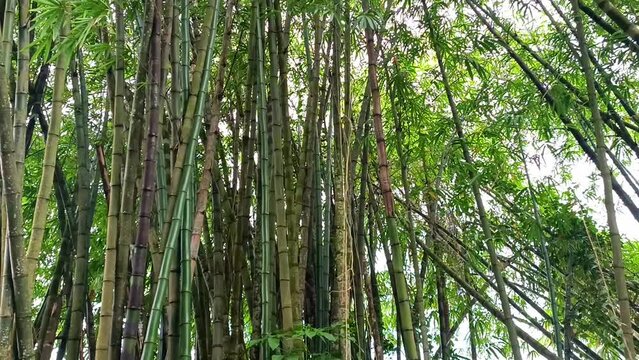 The Beauty of Bamboo Trees in the Tropical Forests of the Bangka Belitung Islands