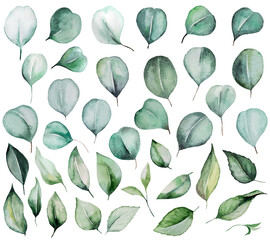 Fototapeta premium Watercolor eucalyptus green leaves isolatedillustration, wedding Element